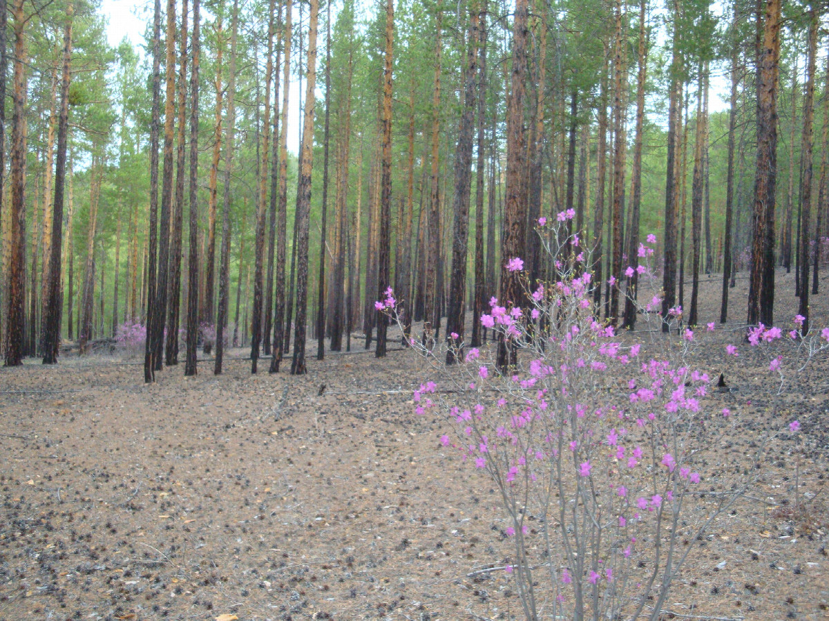 Север / North