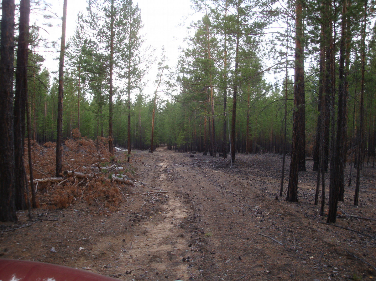 Лесная дорога / Forest road