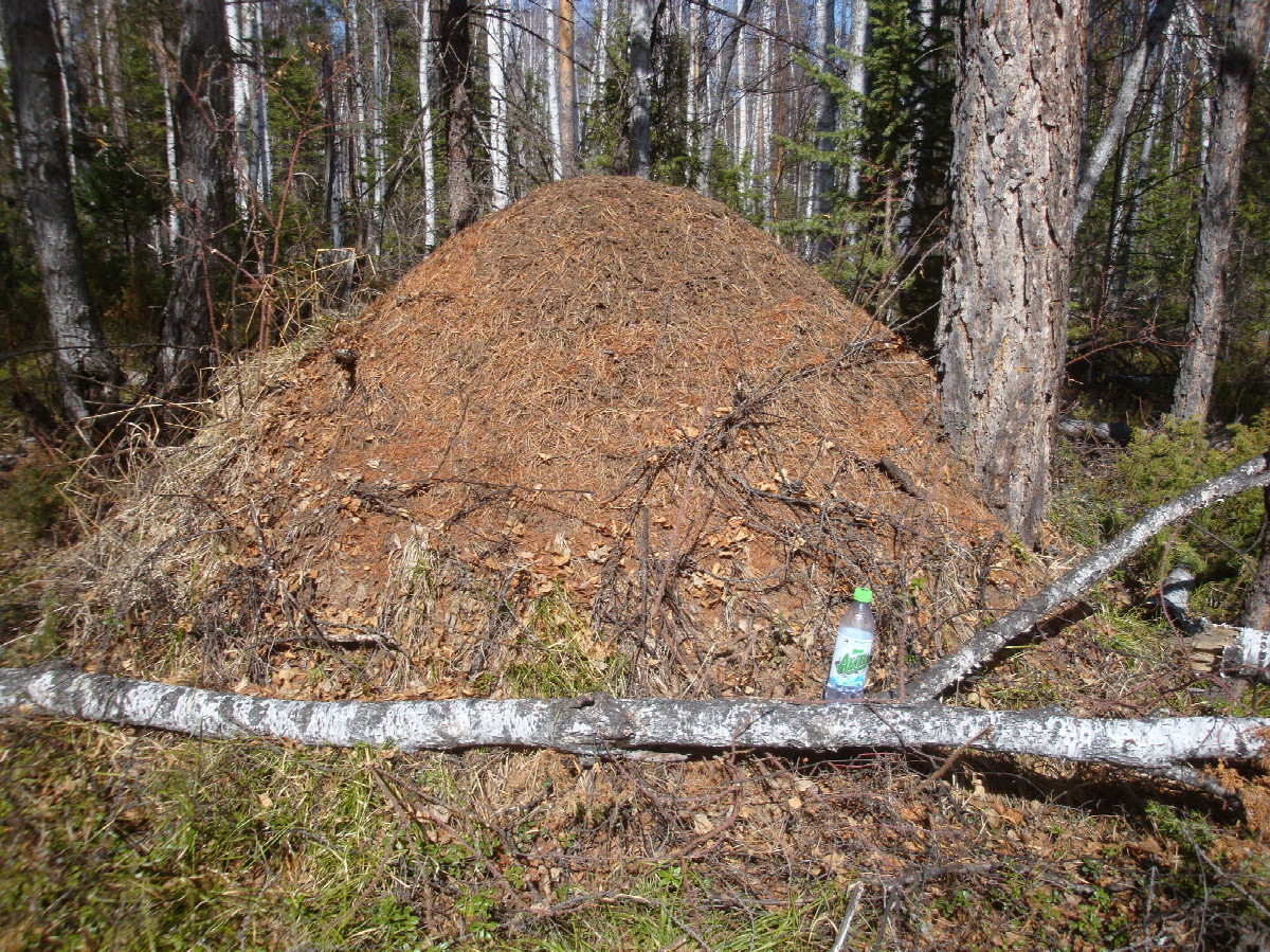 Муравейник-ориентир / Ant-hill as a landmark