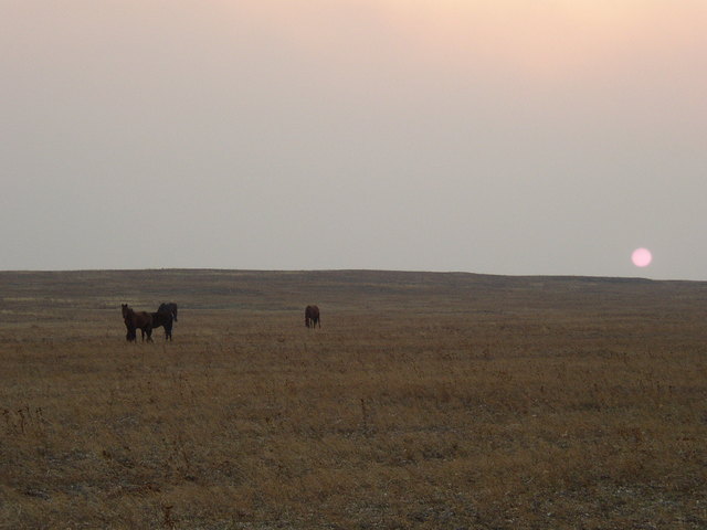 Запад там, где солнце. И там, где лошади/The West is where the Sun is (and where horses are)