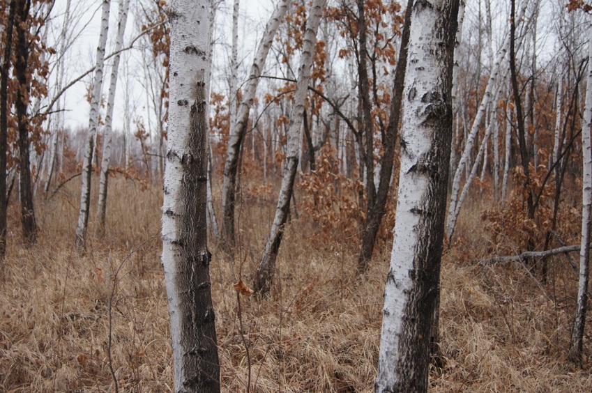 На Север/Looking North