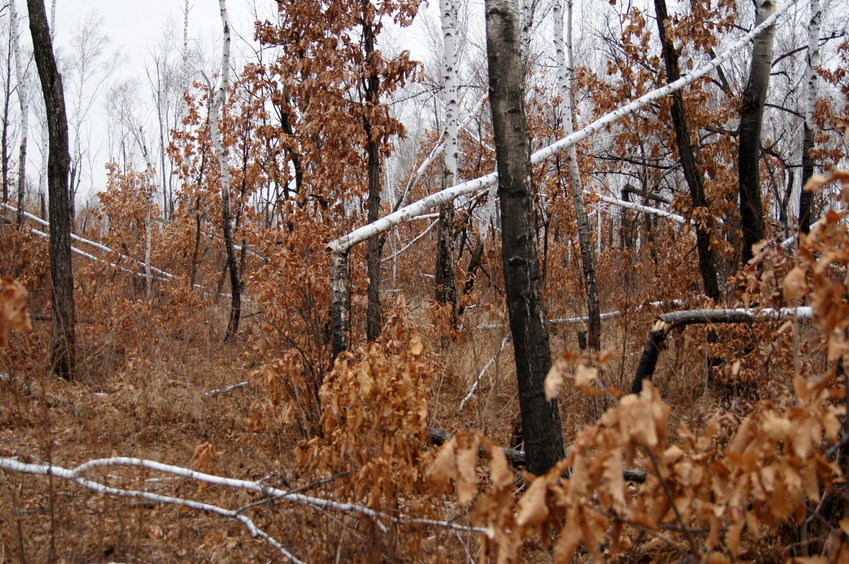 Через лес к цели/Through the forest to the goal