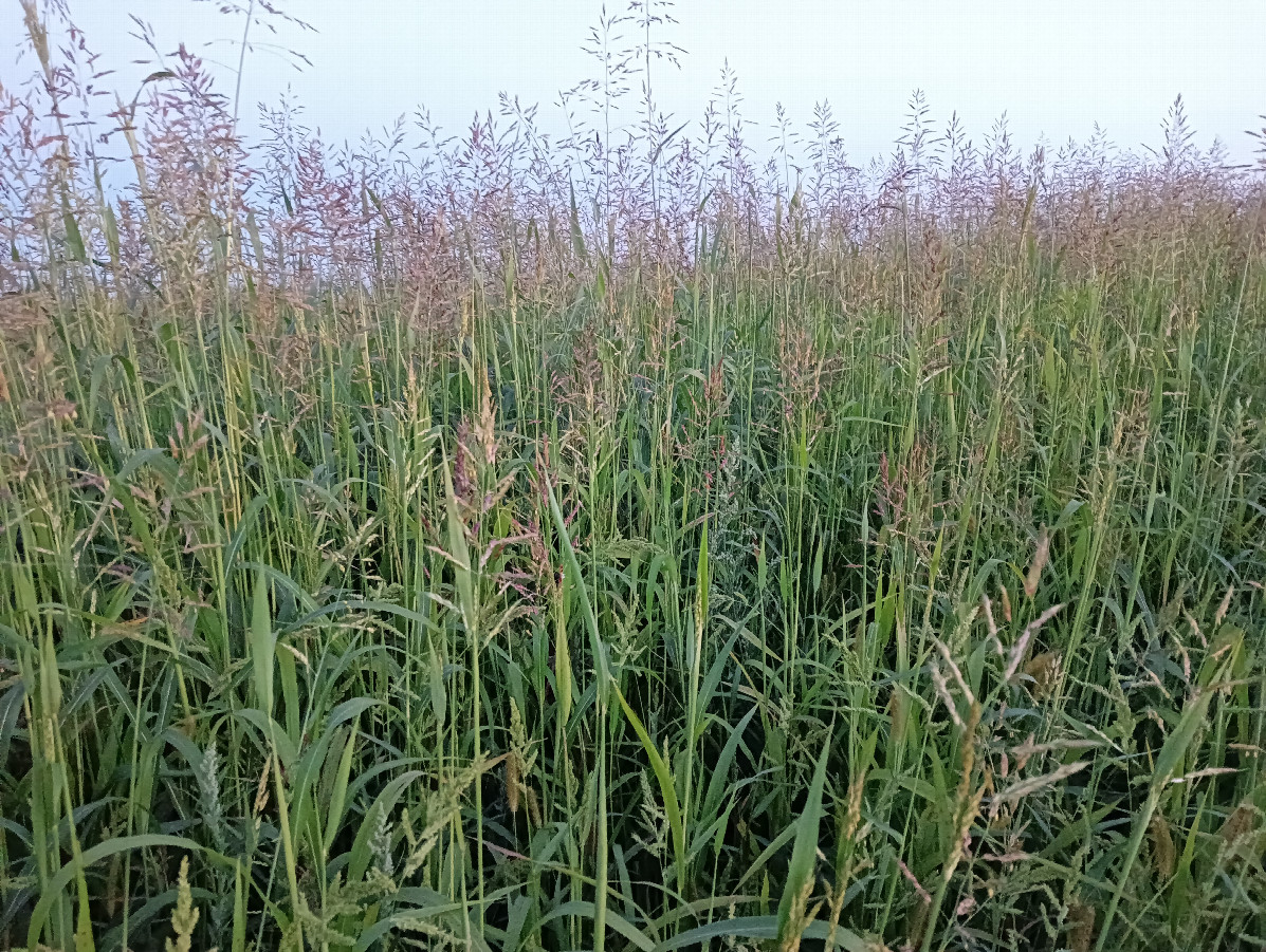 The wall of grass