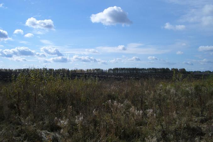 Вид на точку 100 м на Юг -- View of the point, 100m to the South