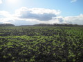 #4: South view