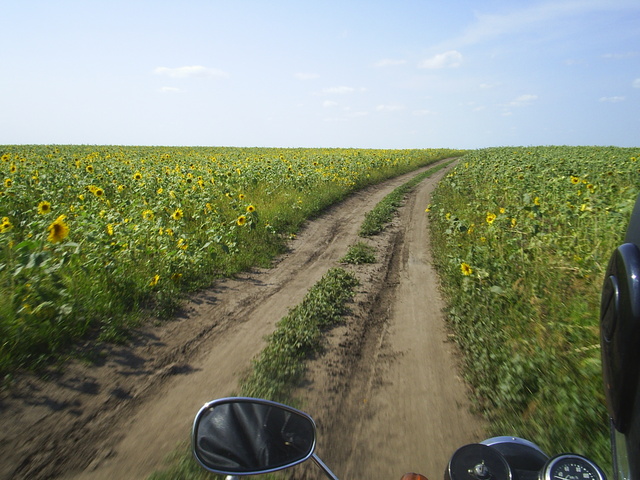 Sunflowers