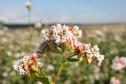 #7: Buckwheat bloom