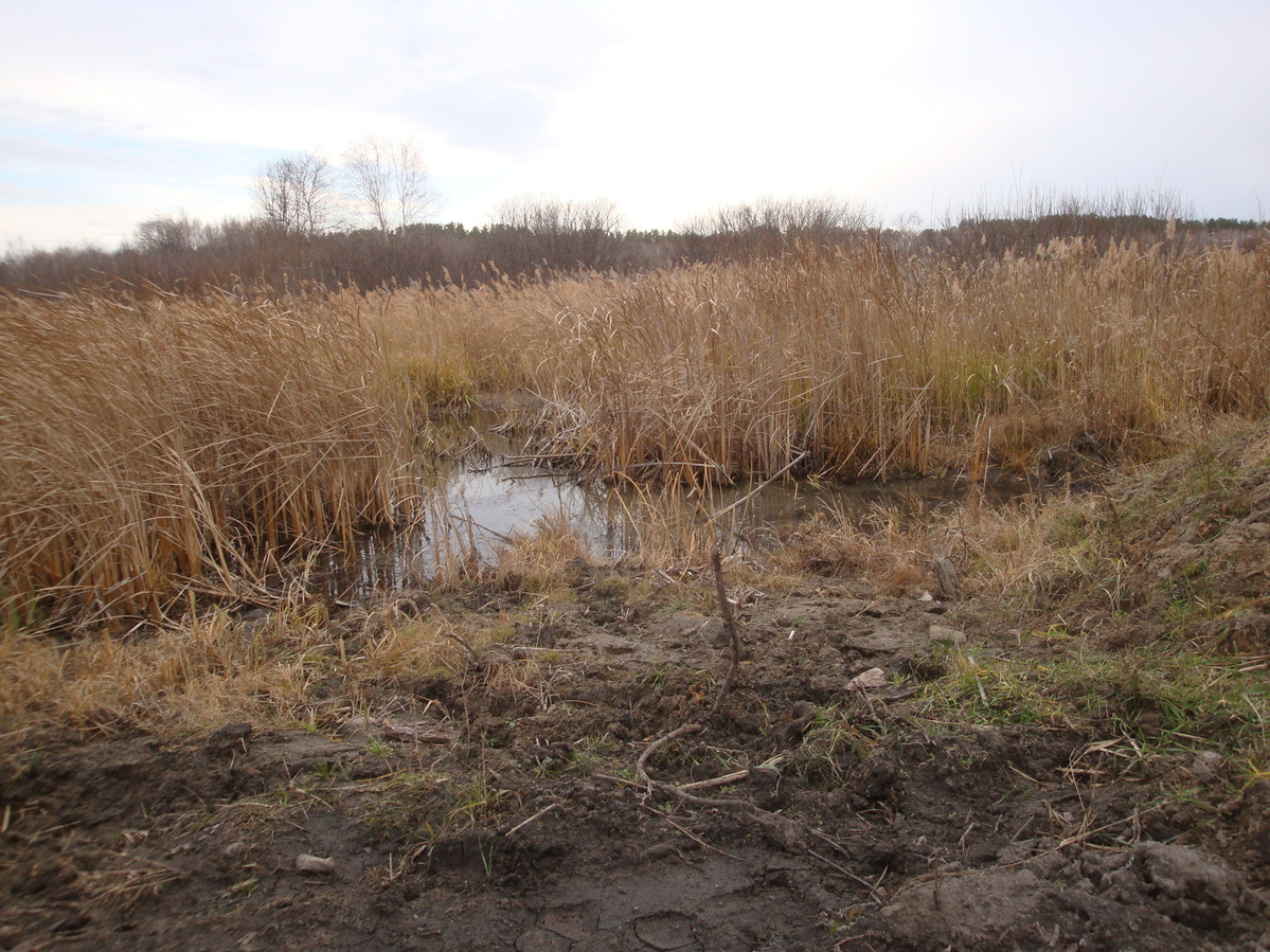 Болото / Swamp