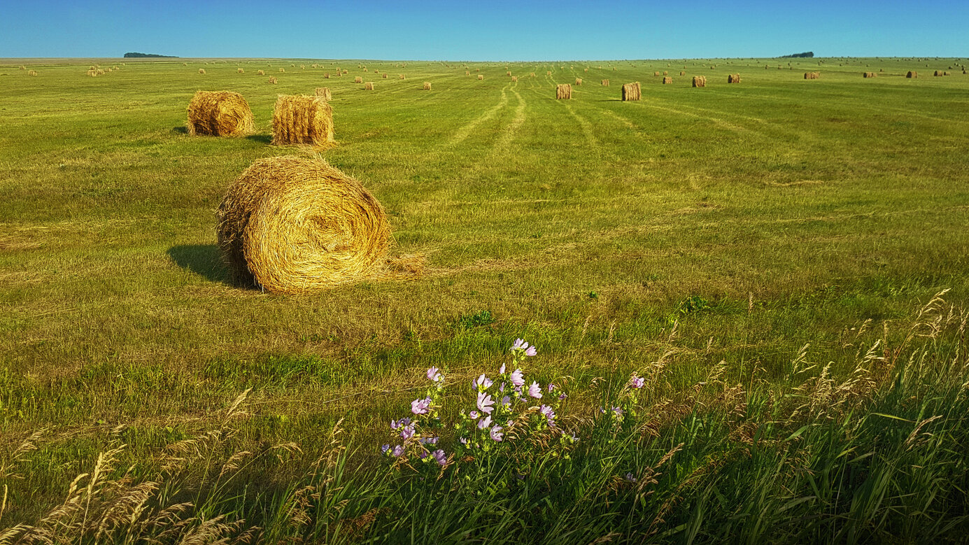 hayharvest south of confluence