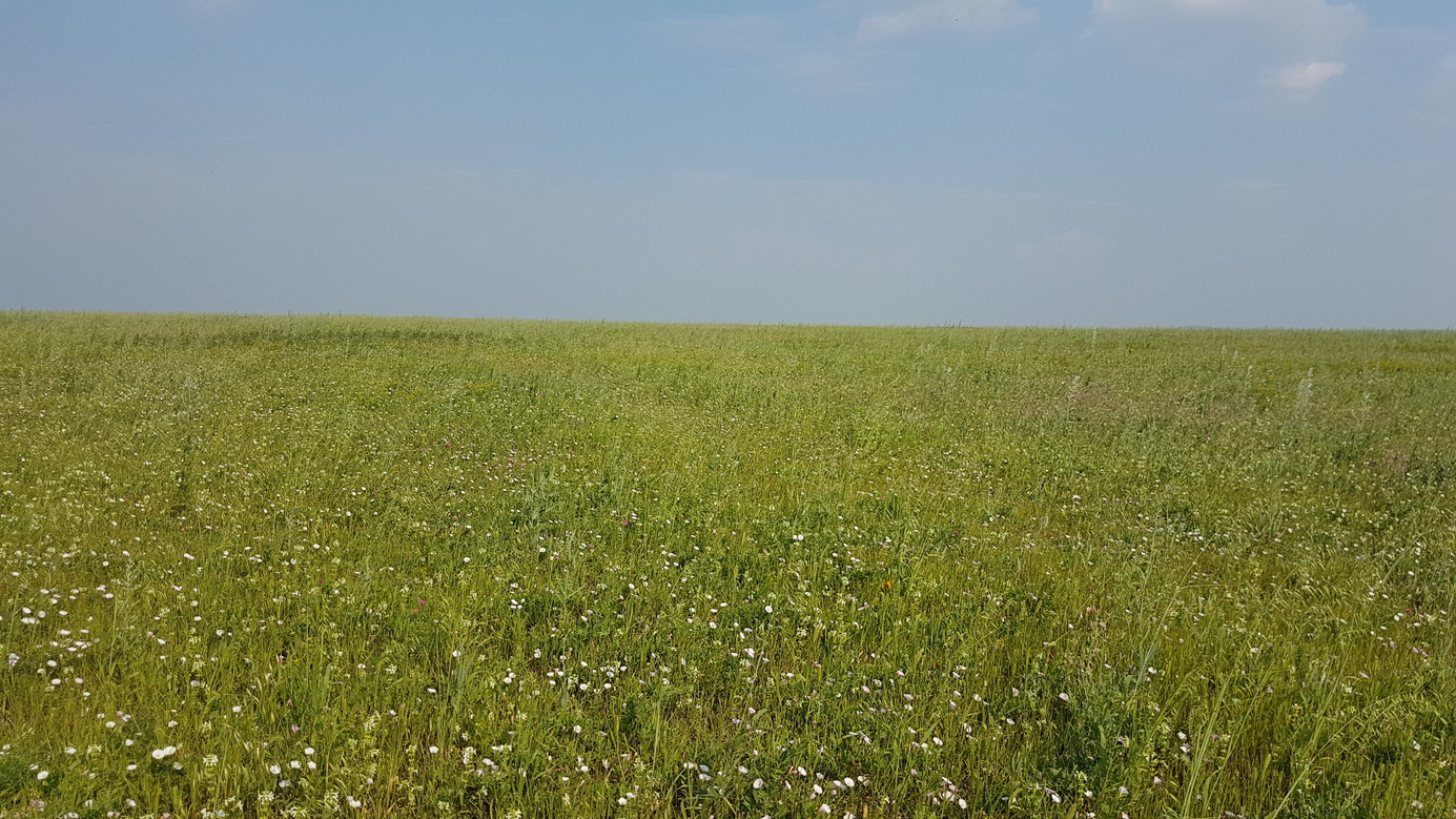 grassland eastward - until the horizon
