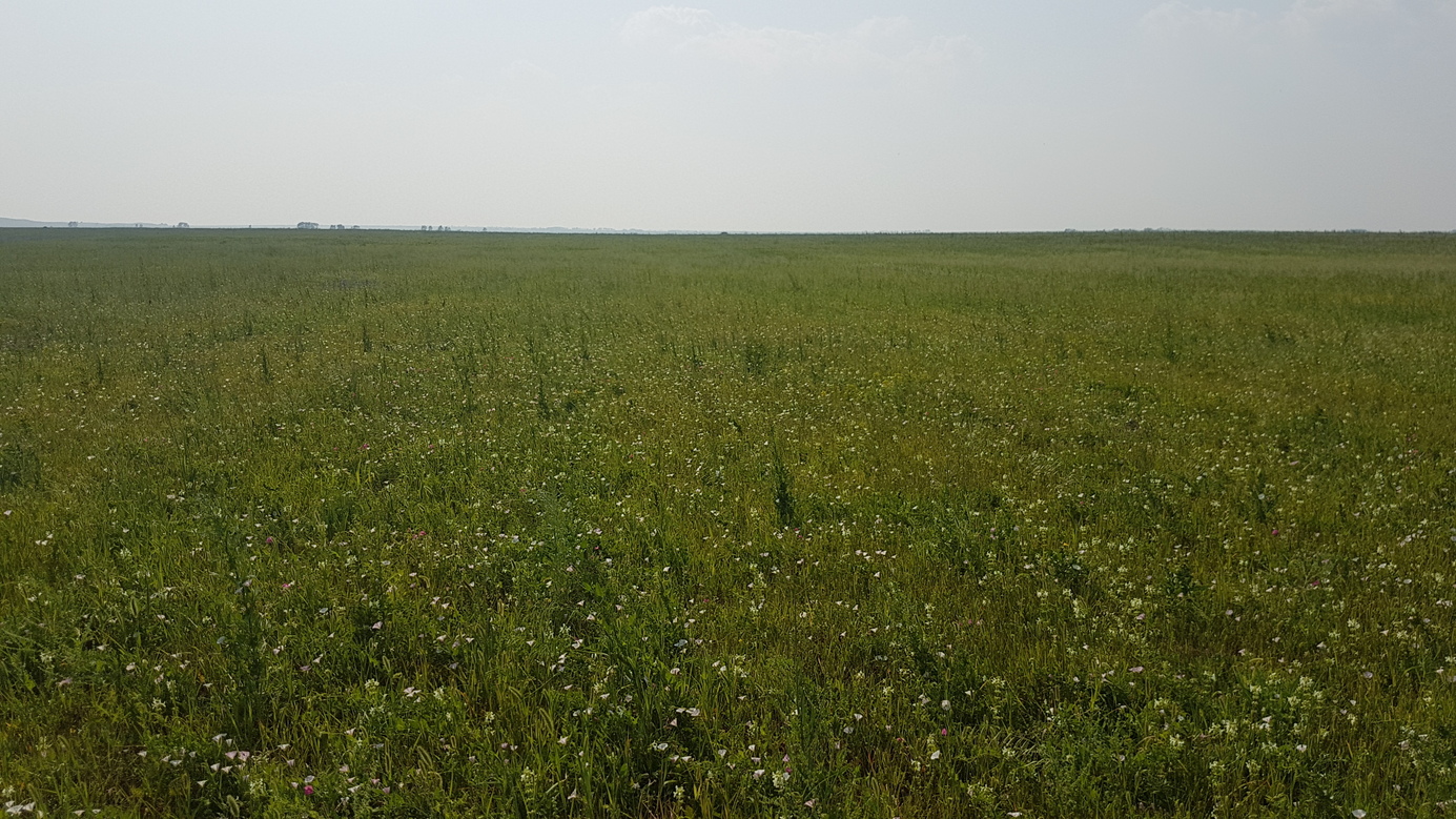 grassland eastward - trees function as windbreak