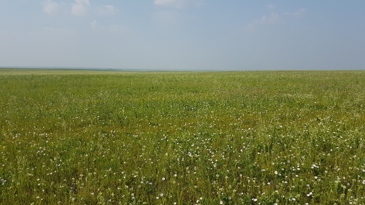 #1: grassland northward - depression of Charysh river