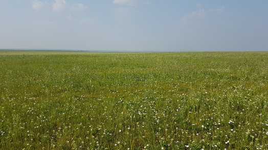 #1: grassland northward - depression of Charysh river