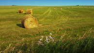 #10: hayharvest south of confluence