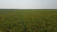 #4: grassland eastward - trees function as windbreak