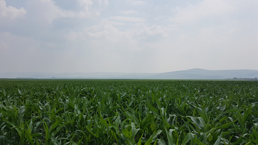 #1: South - foothills of Altai Montains behind maize 