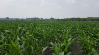 #4: West - maize in front of scrub of Anuy river