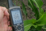 #5: GPS within maize