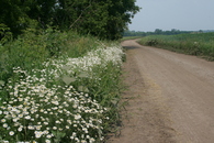 #6: farm track with Leucanthemum along scrub of Anuy river