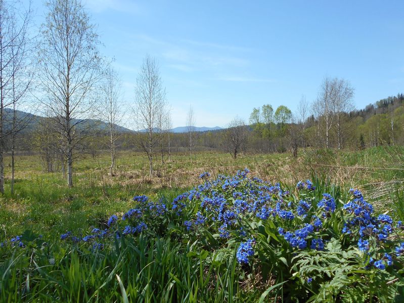 Первые весенние цветы / More spring flowers