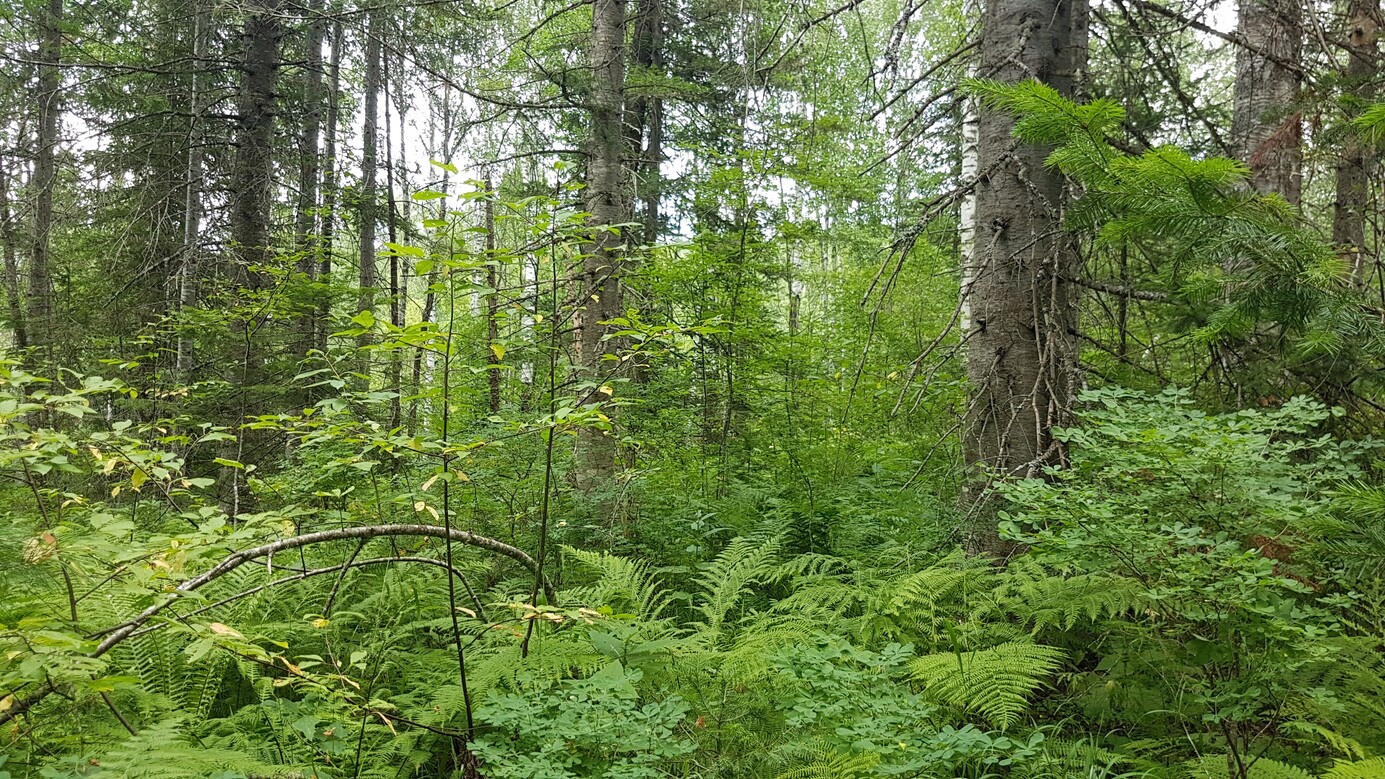 dense forest looking North