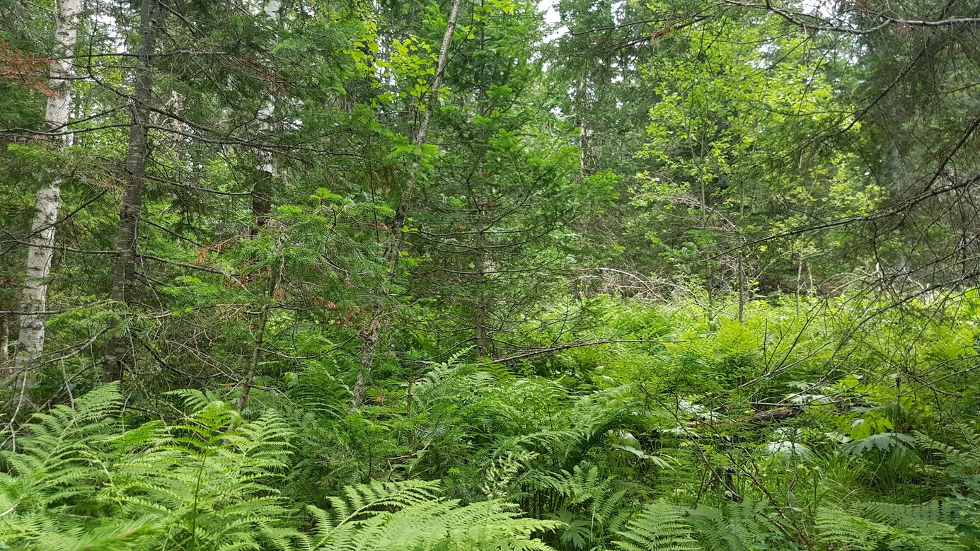 dense forest looking East