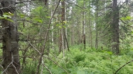 #5: dense forest looking West