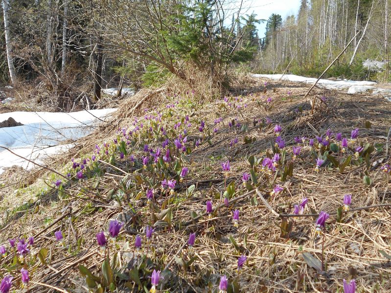 Весенние цветы/Spring flowers