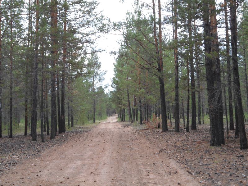 Лесная дорога / Forest dirt road