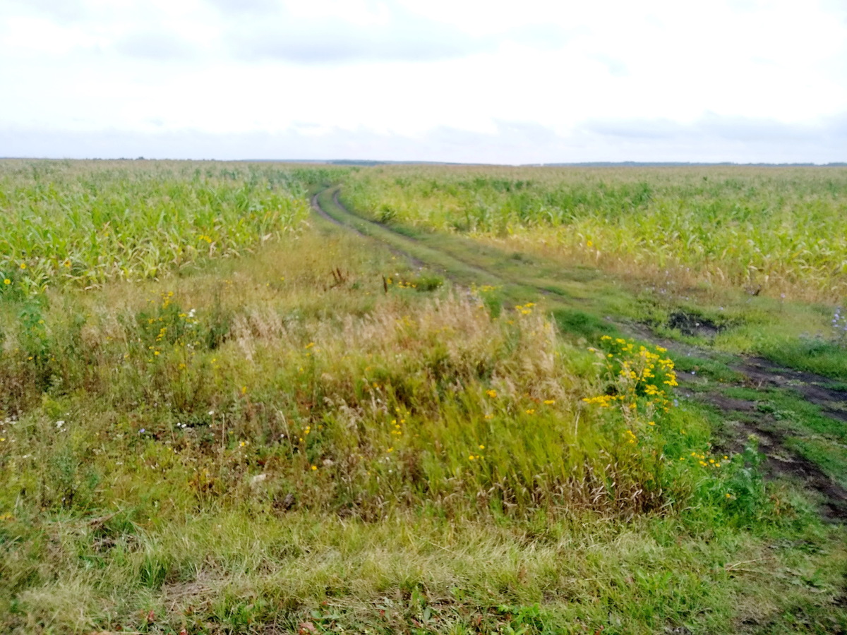 Dirt field road