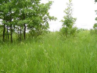 #1: View of the confluence