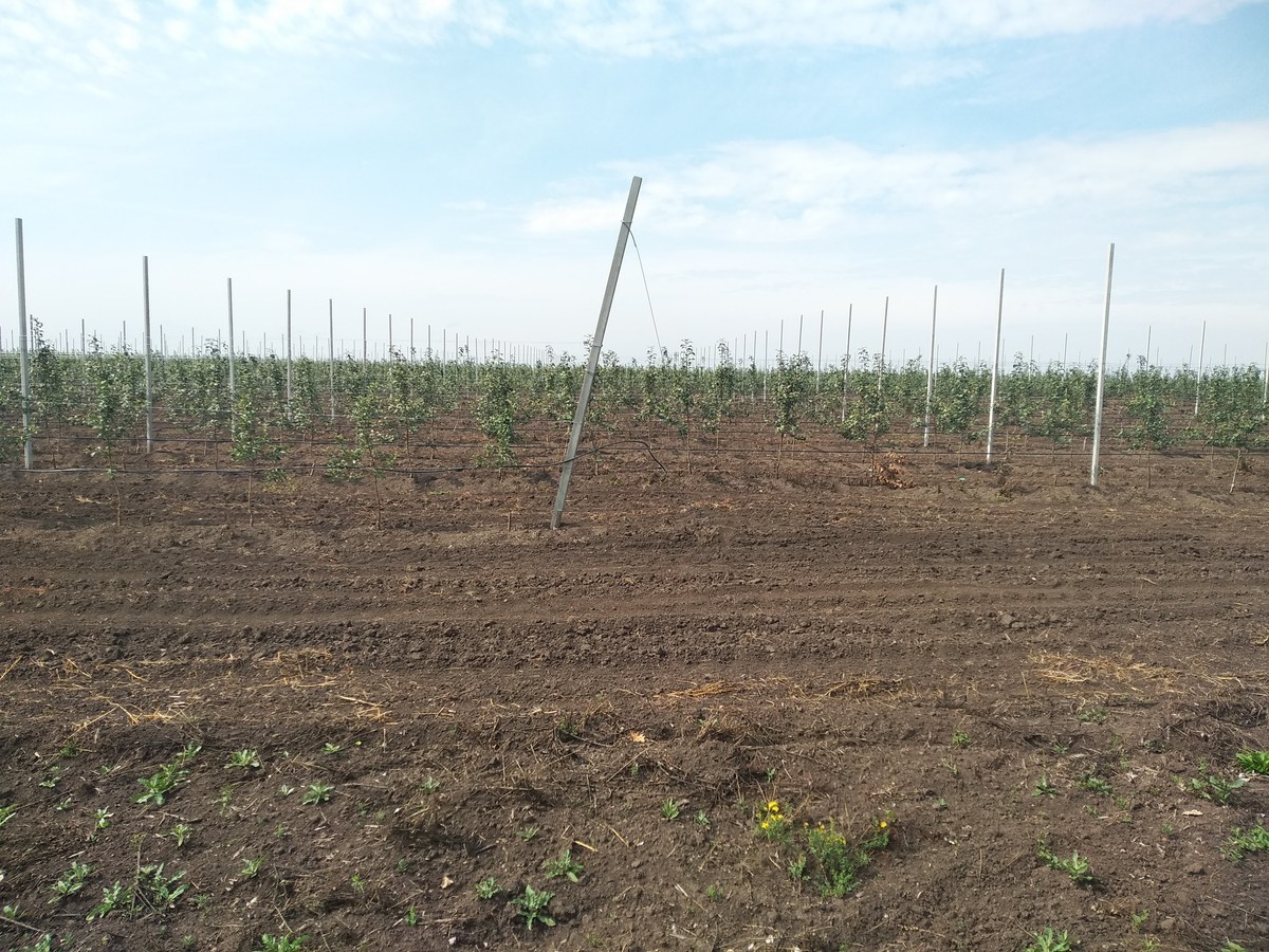 Apple plantation near the CP