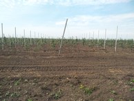 #8: Apple plantation near the CP