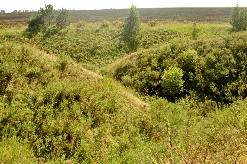 Ravine at field edge