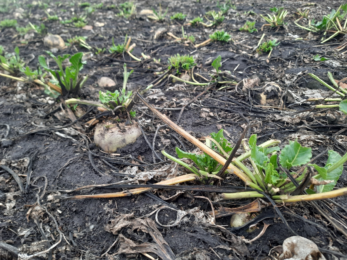 Не всё убрано и продолжает расти / Not everything has been harvested and continues to grow