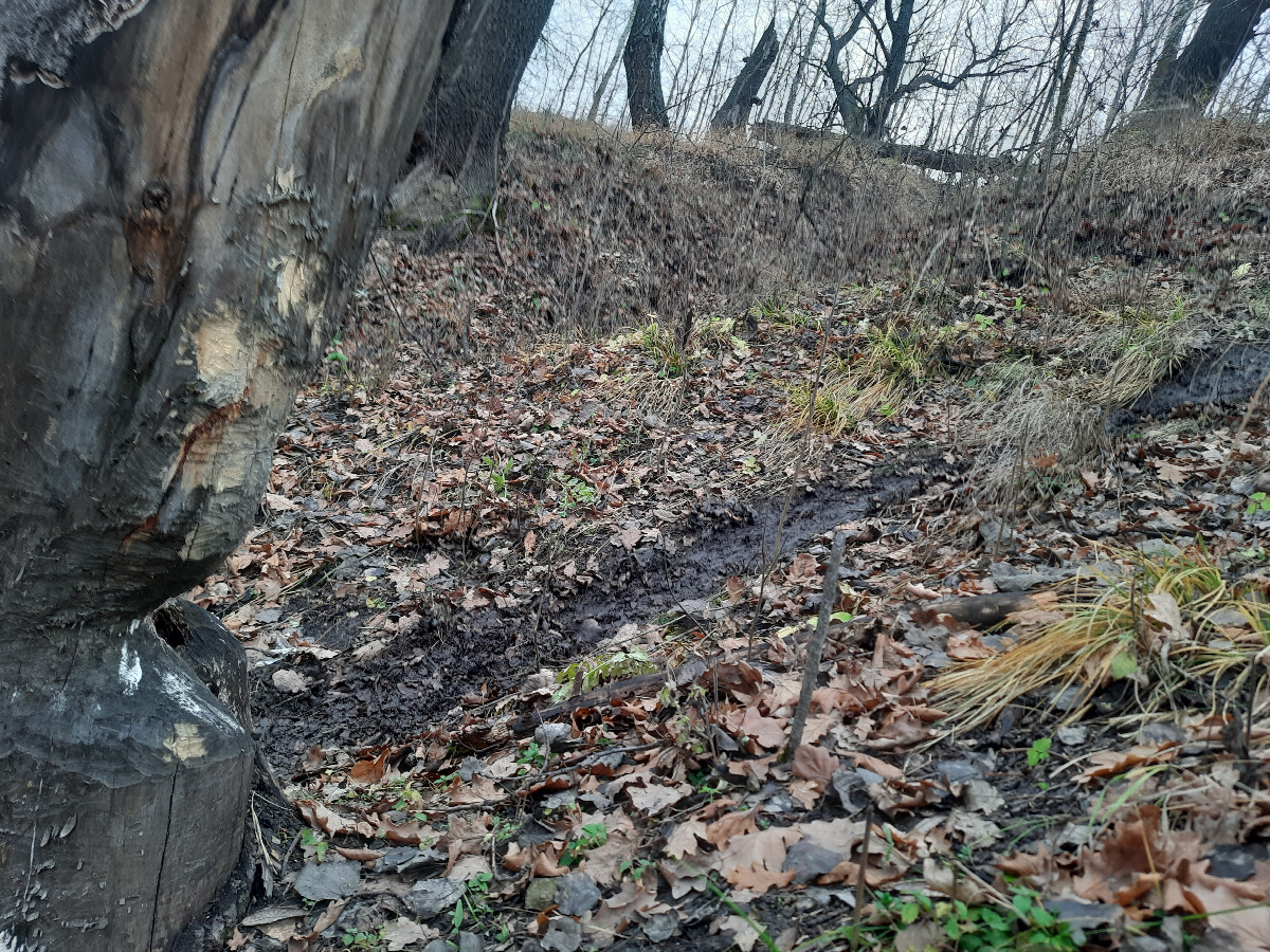 Бобровая тропинка / Beavers's trail