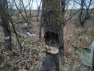 #12: Работа бобров / The work of beavers