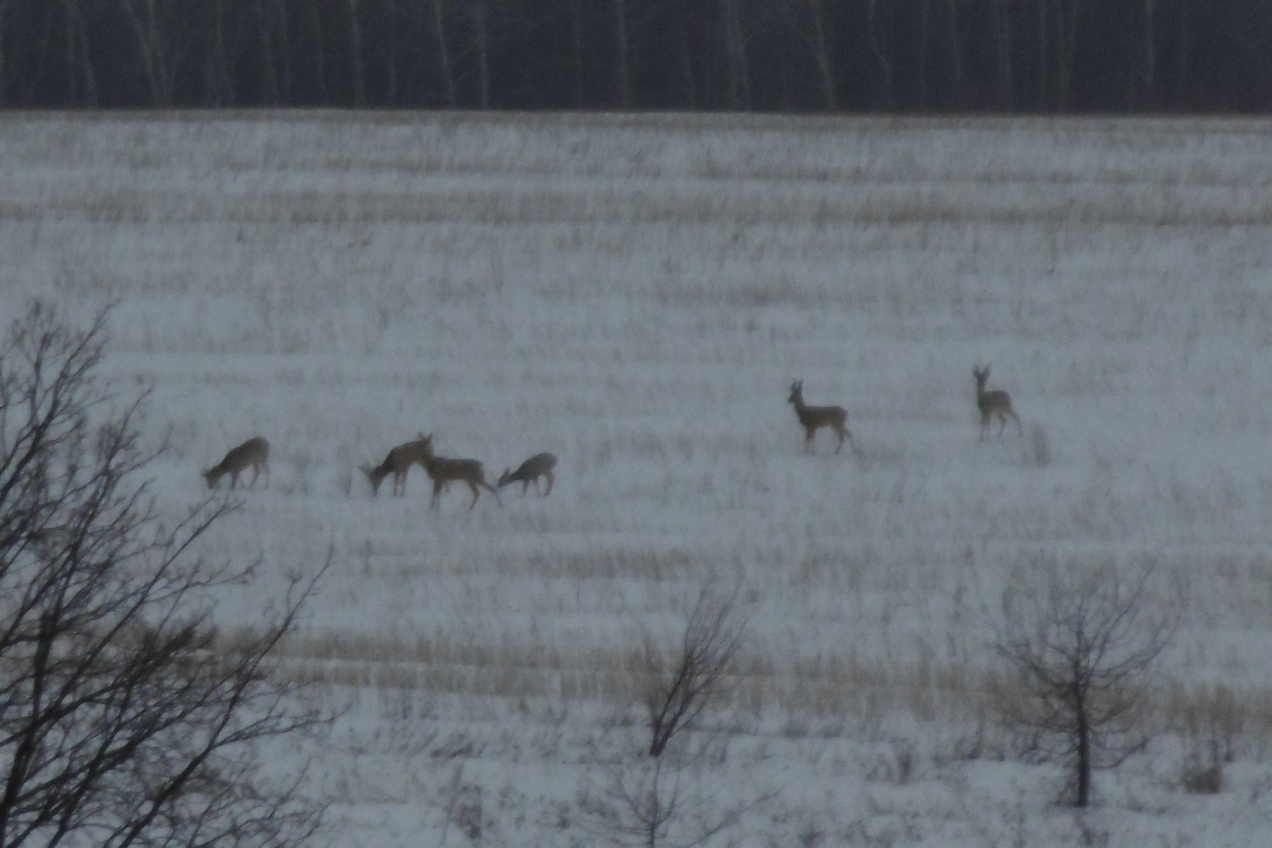 Косули / Roe deers