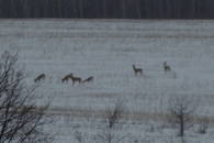#8: Косули / Roe deers