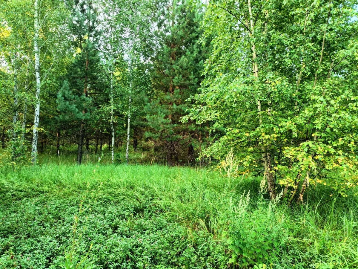 Вид на юг / South