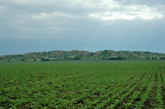 #1: General view (NorthEast from the confluence)