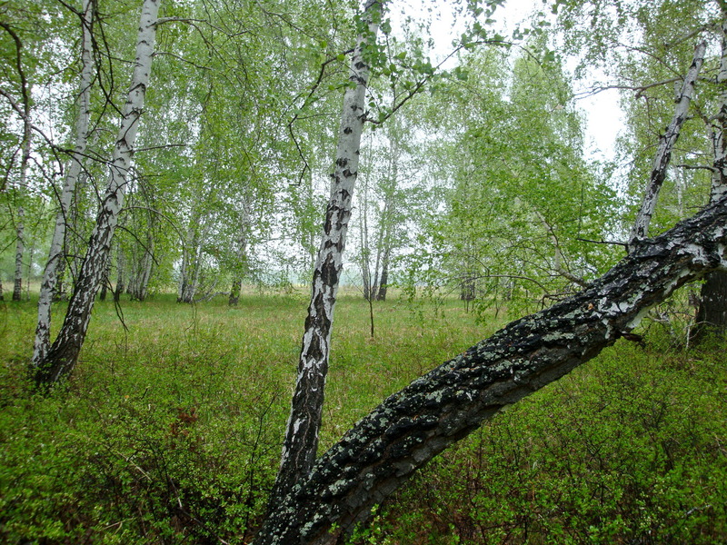 На восток / Facing east