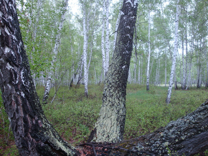 На север / Facing north