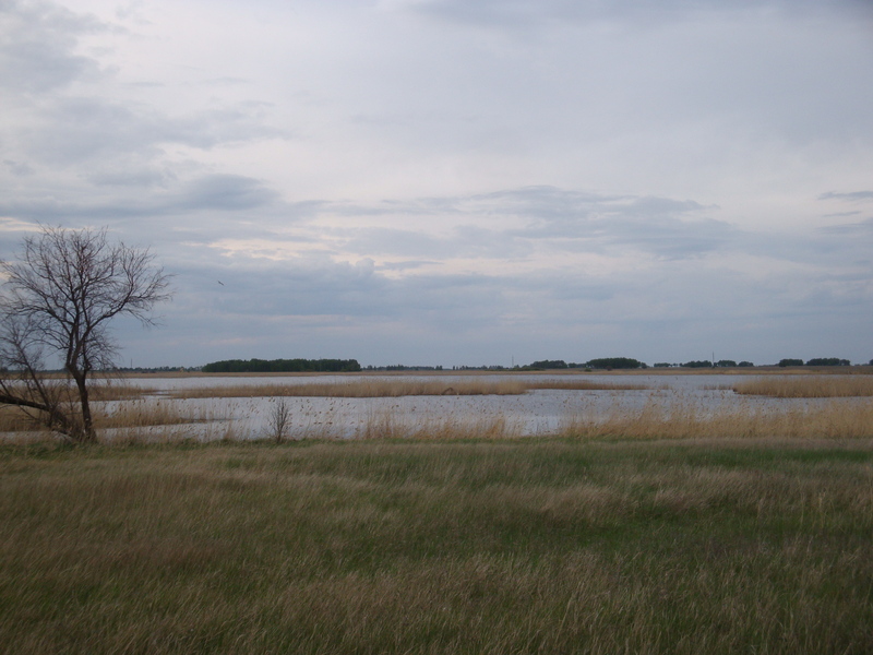 Местный пейзаж / Local landscape