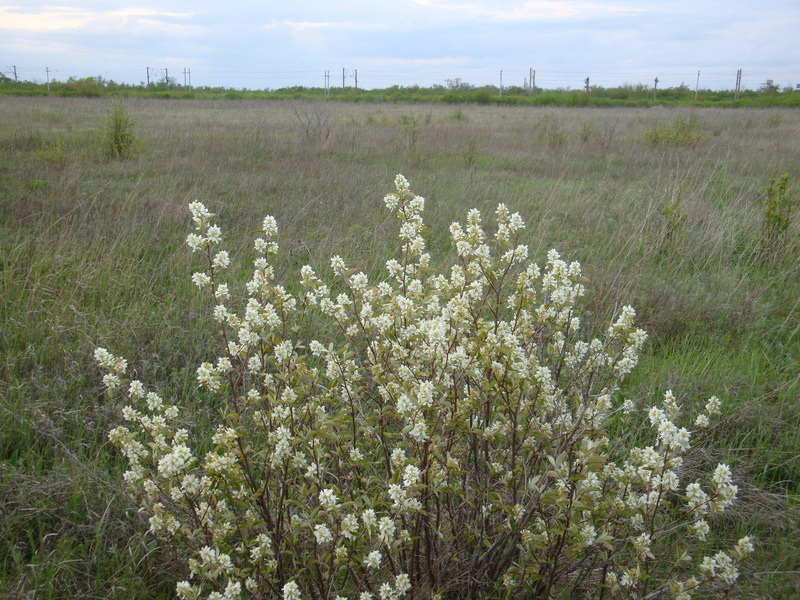 Весна / Spring