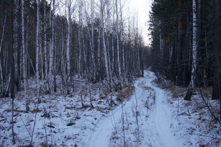 По зарастающей просеке/Along an overgrown logging path