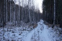 #9: По зарастающей просеке/Along an overgrown logging path
