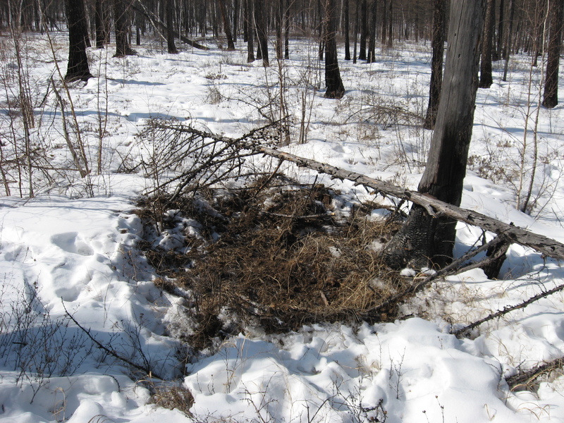 Столовая кабанов/Wild boars' dinning room