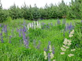 #9: Lupines are around