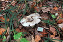 #7: Milk mushroom